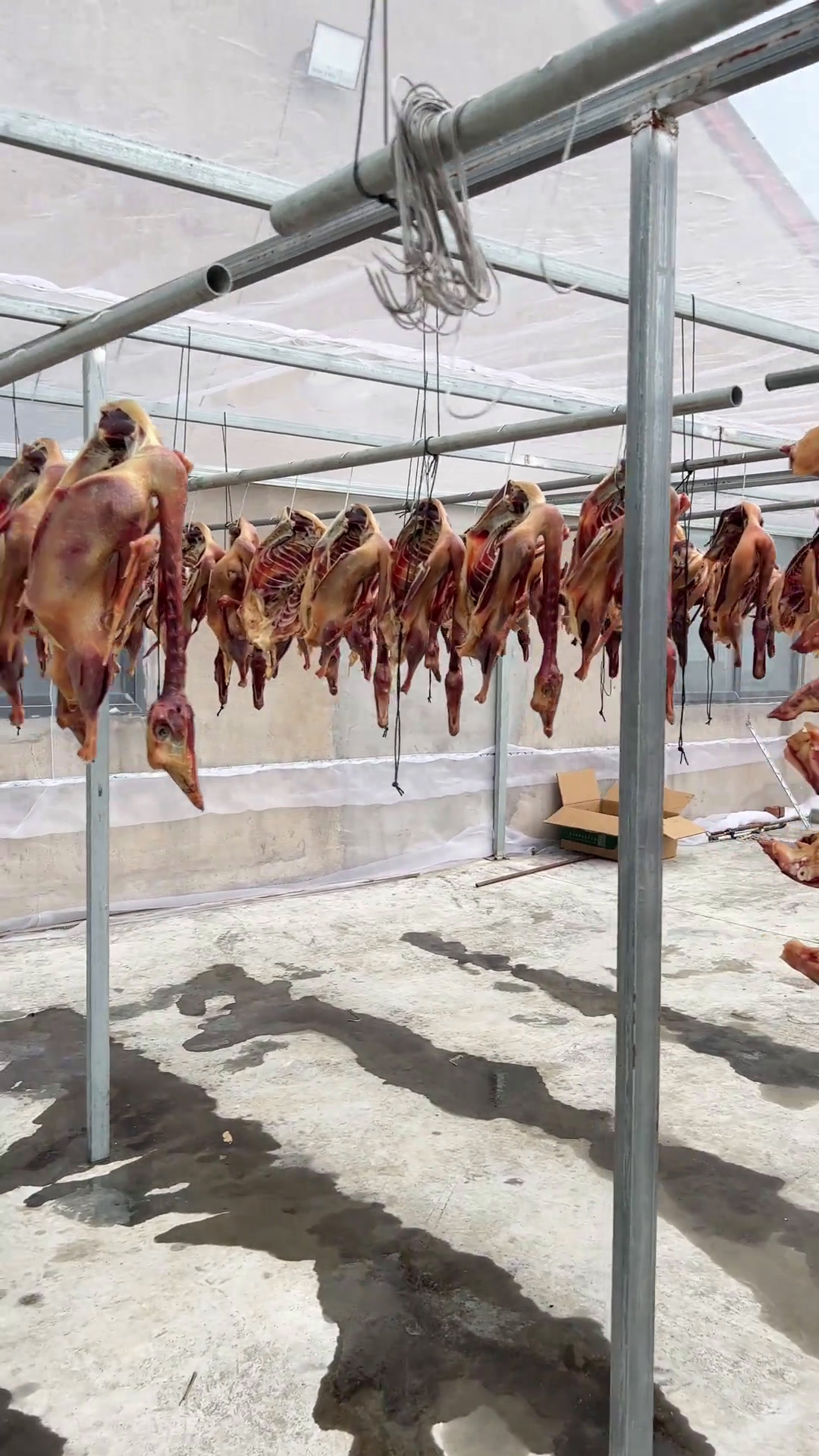 中秋节快到了!尝尝我们农村的咸老鹅吧!