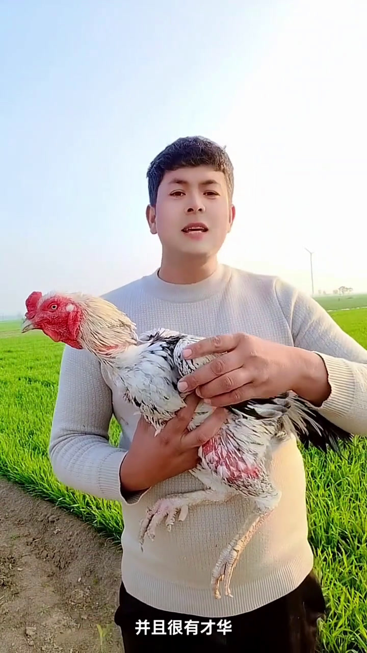 这是我的一个越南斗鸡