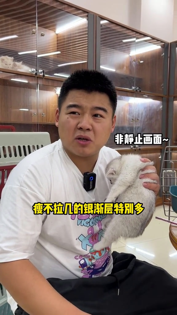 为什么现在养加菲的越来越少?肉桂色英短你们见过吗?下一个火的品种你们认为是什么?