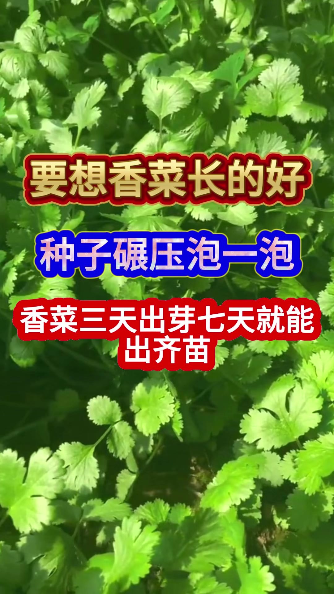 要想香菜长的好种子碾压泡一泡香菜三天出芽七天就能出齐苗