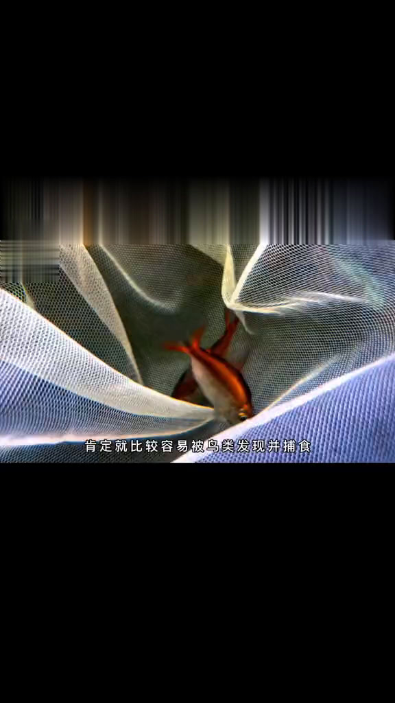 这也太诱惑了,开箱 科普中高端小型热带鱼,这七种鱼 我最最最喜欢的后面两种,它们算是小型鱼