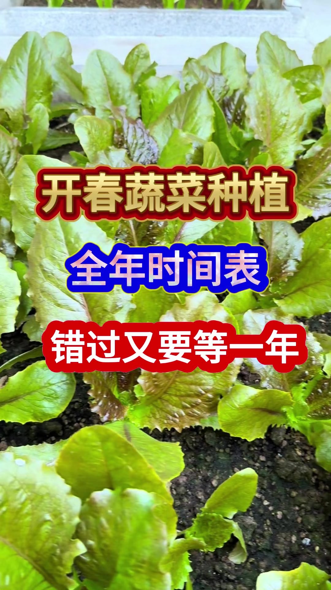 开春蔬菜种植全年时间表错过又要等一年