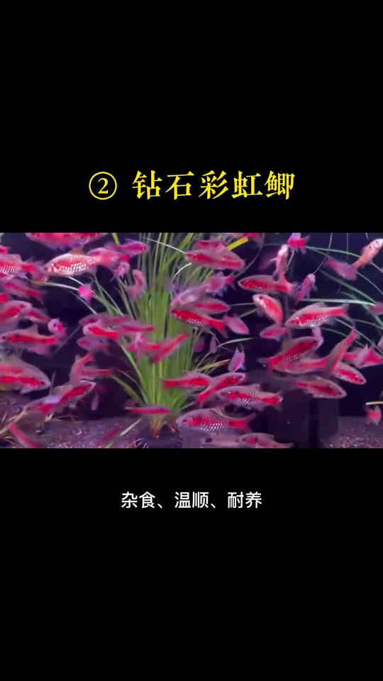 养不死的冷水鱼1,共9种,你养过几种?来自评论区推荐