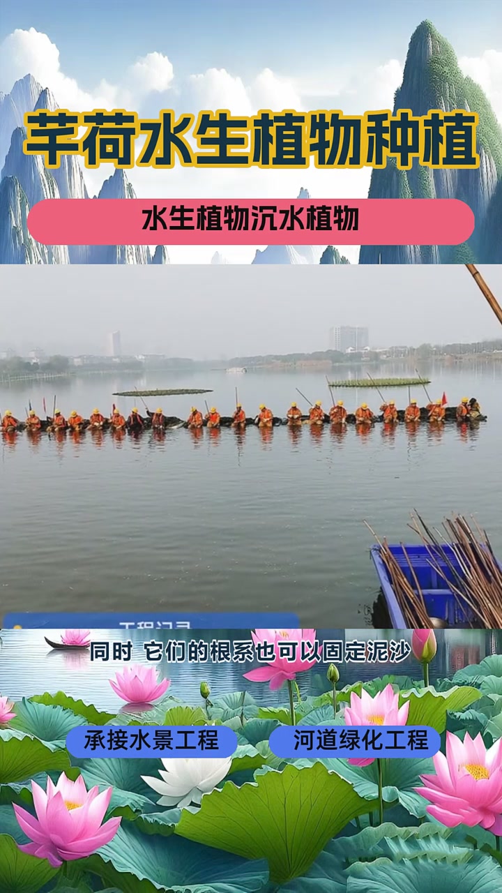 根系发达的沉水植物 水生植物沉水植物 水生沉水植物基地 水生沉水植物种植 狐尾藻 沉水植物