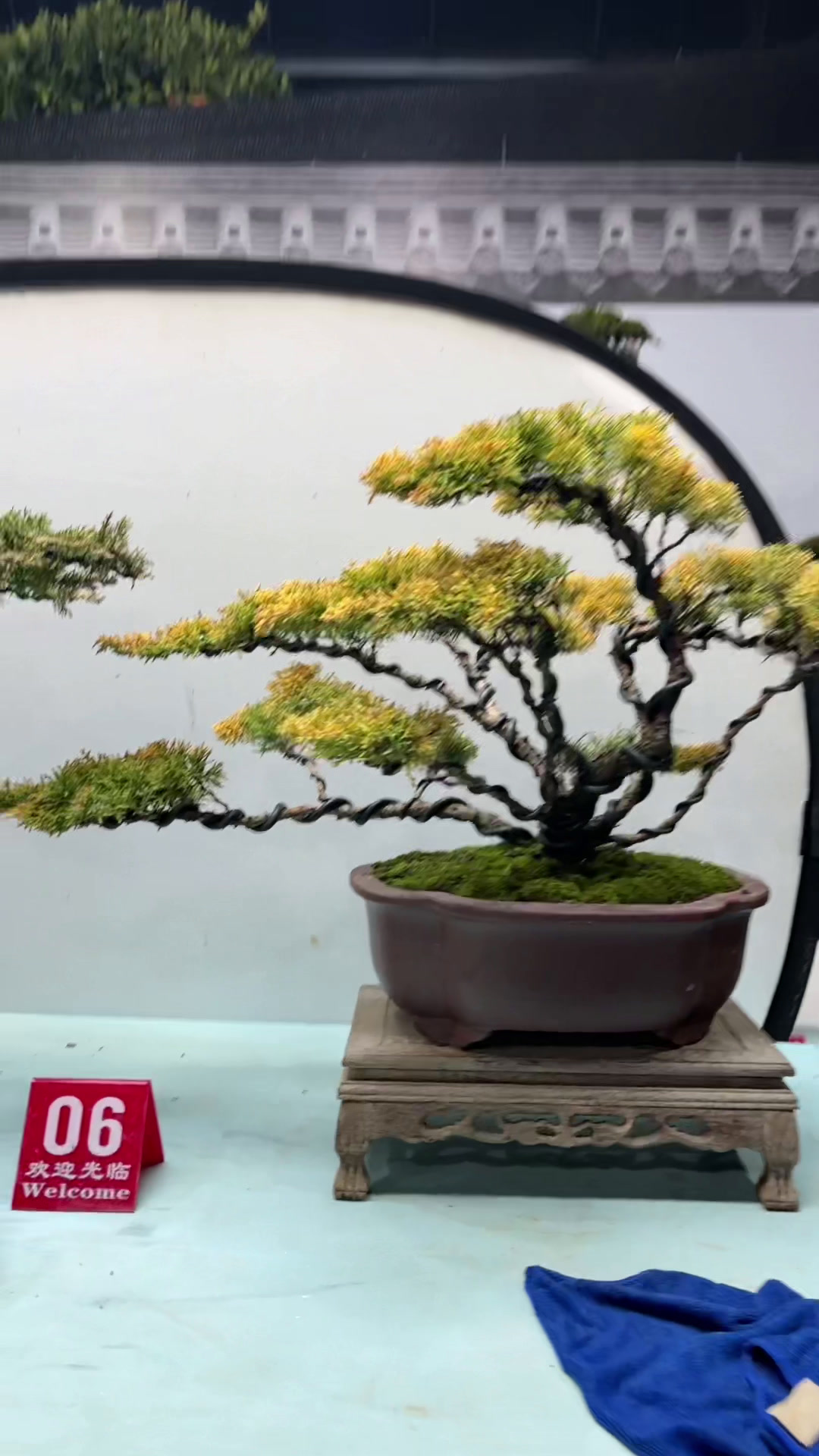 一本多杆的原生黄金系鱼川真柏