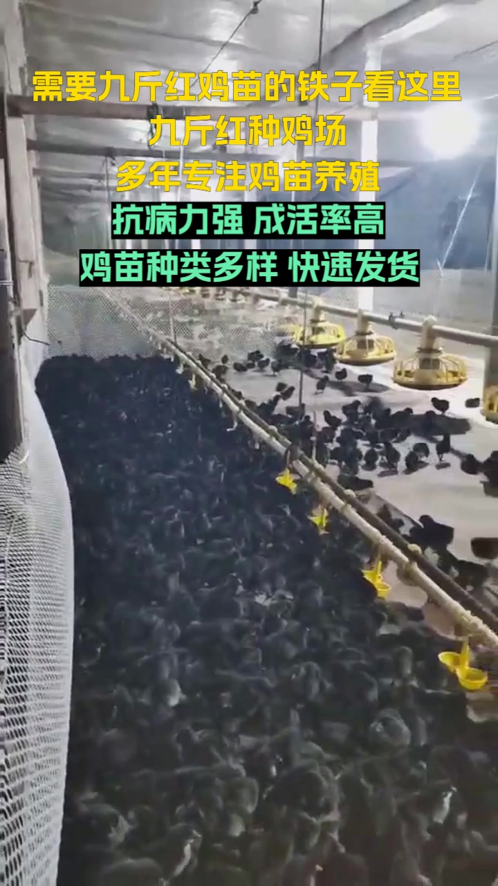 陕西红玉鸡苗厂家