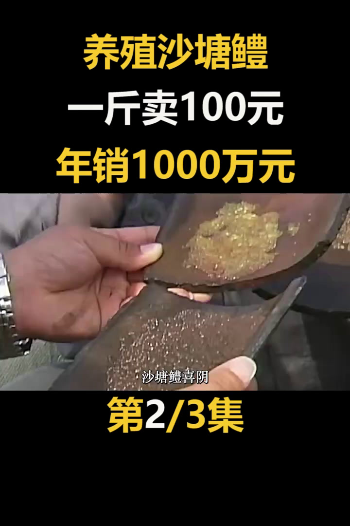 大叔养殖沙塘鳢,一斤卖100多元,年销售额高达1000多万元