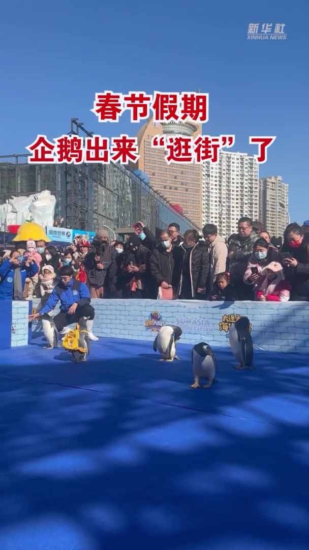 春节假期,企鹅出来“逛街”了!