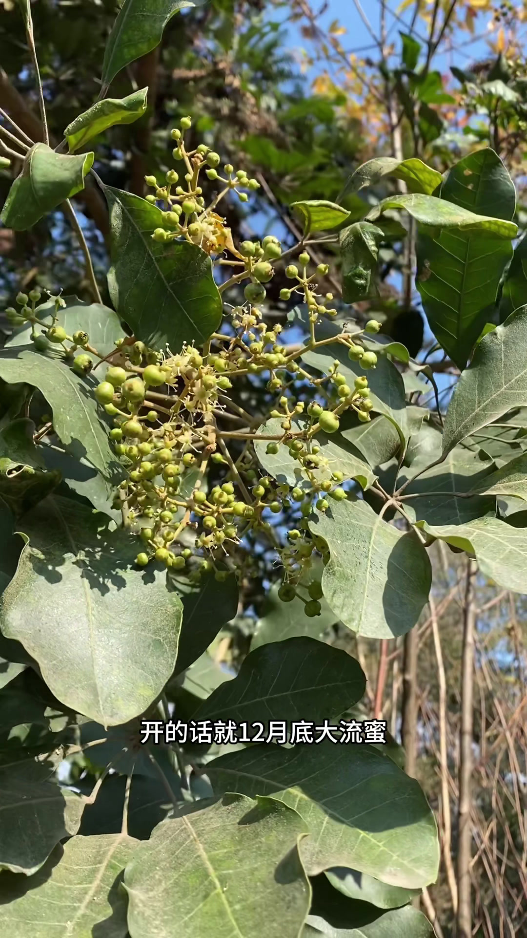 整片山鸭脚木流蜜近3个月冬天还有哪种植物可比