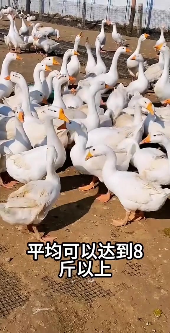 最好养的五种鹅,你知道是啥品种吗