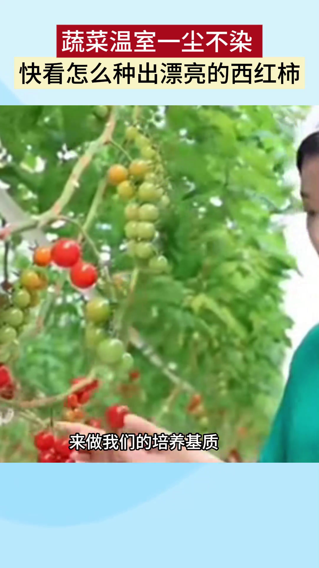 蔬菜温室一尘不染 快看怎么种出漂亮的西红柿