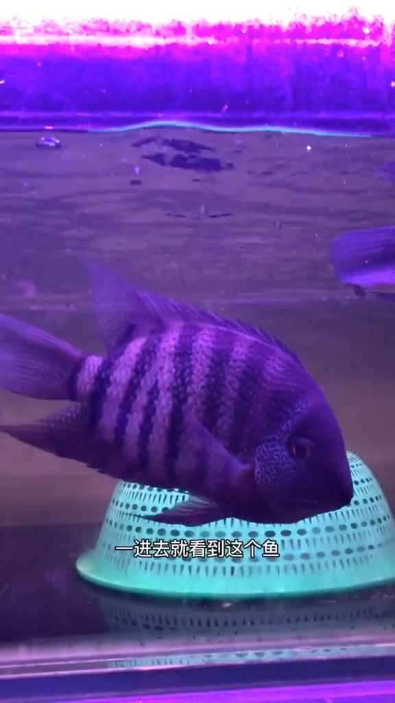 帝王虎斑菠萝,大型鱼中的美丽瑰宝