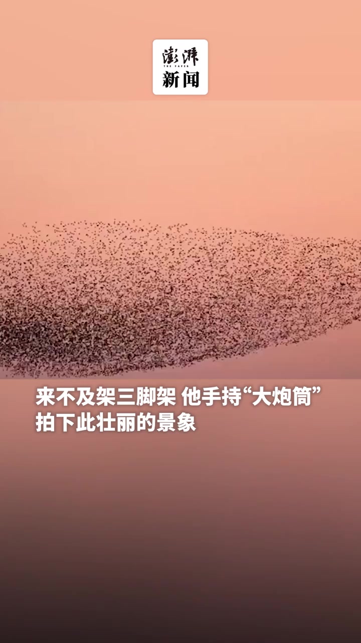 合肥巢湖上空出现花脸鸭“鸟浪”,好似“大鱼海棠”