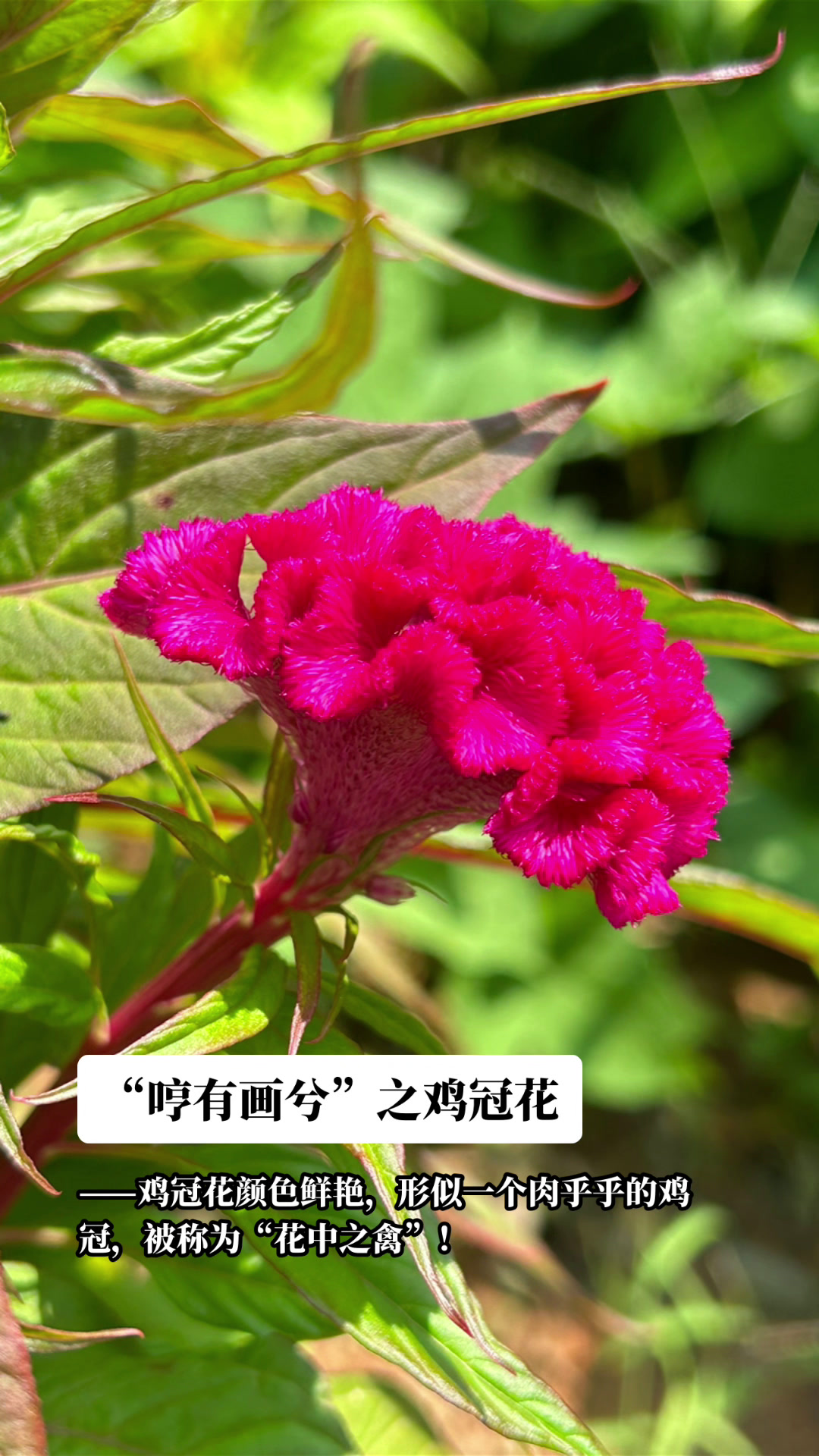 鸡冠花颜色鲜艳,形似一个肉乎乎的鸡冠,被称为“花中之禽”!