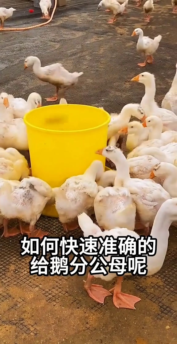 5妙学会鹅快速分公母
