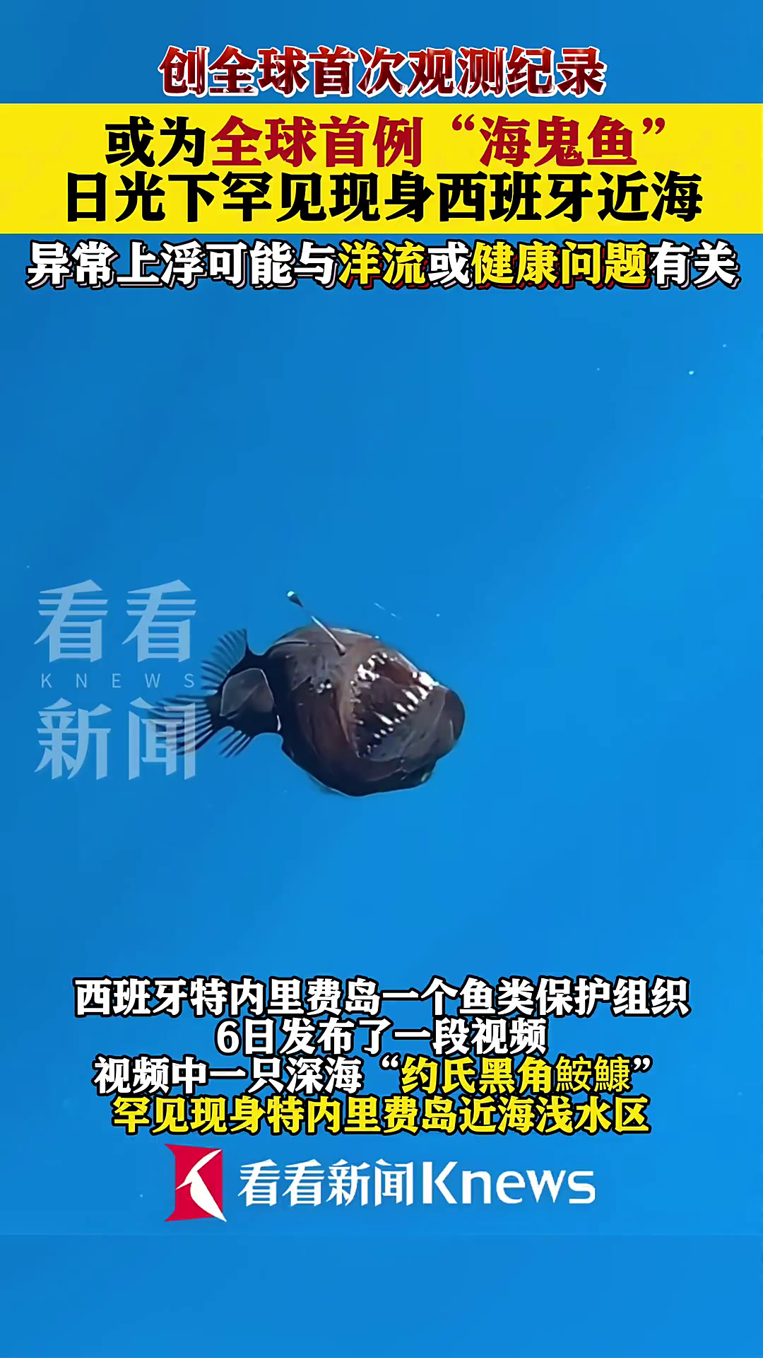 或为全球首例!“海鬼鱼”日光下罕见现身