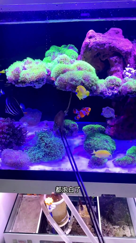 小老板鱼没有扛住3度水温的变化22度就是他的极限了