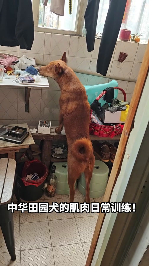 中华田园犬的肌肉日常训练!