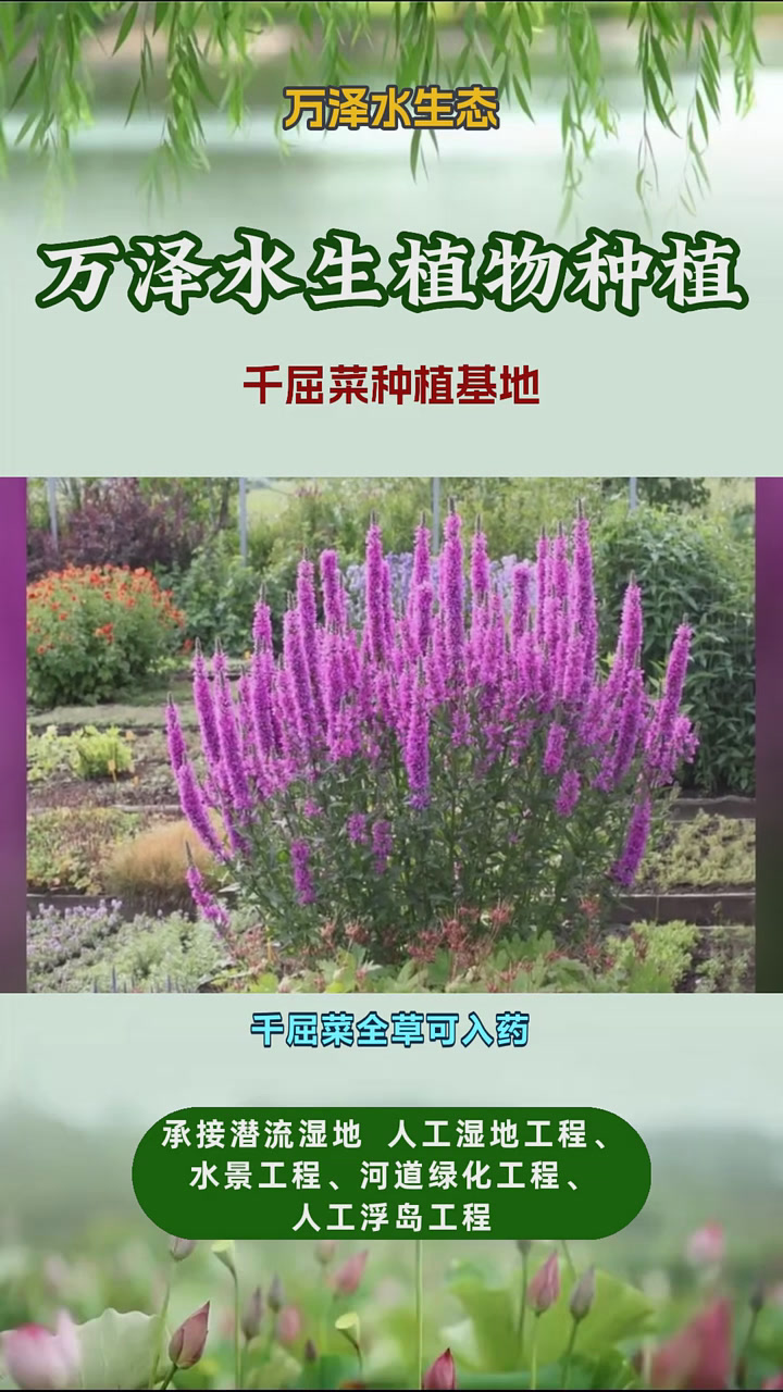 千屈菜一平米种多少株