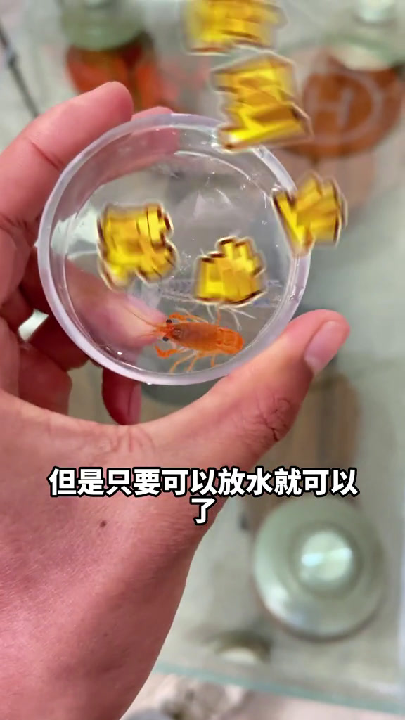 快看到新宠物啦,两只很小的彩色大龙虾