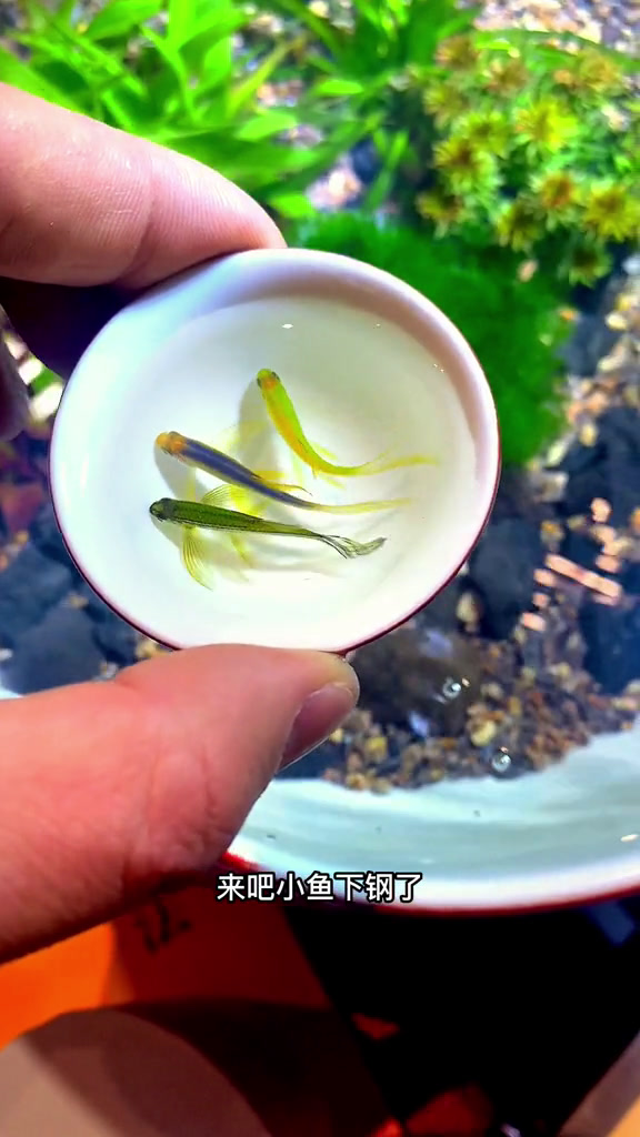 蝶翼斑马鱼,一种俯视观赏鱼。明天做个矮缸迎接我的树
