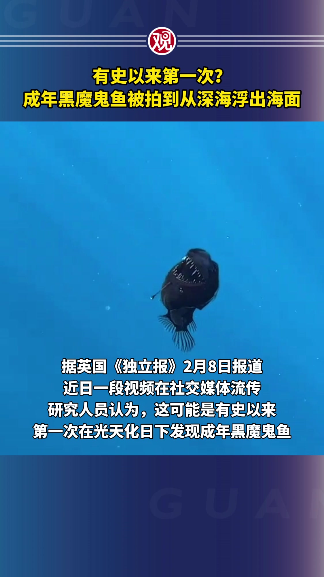 有史以来第一次?成年黑魔鬼鱼被拍到从深海浮出海面