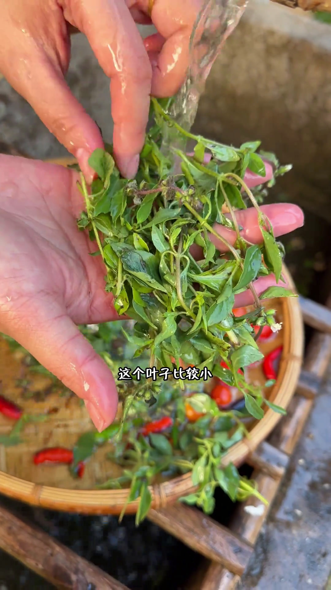 立春过了云南的春季限定山茅野菜到了开吃的季节啦