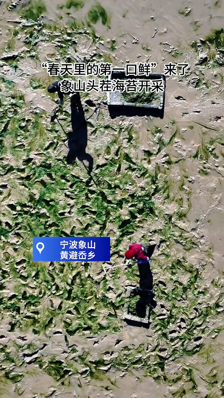 开春第一鲜!象山海苔开采,你爱的苔菜年糕、苔菜花生米要来了
