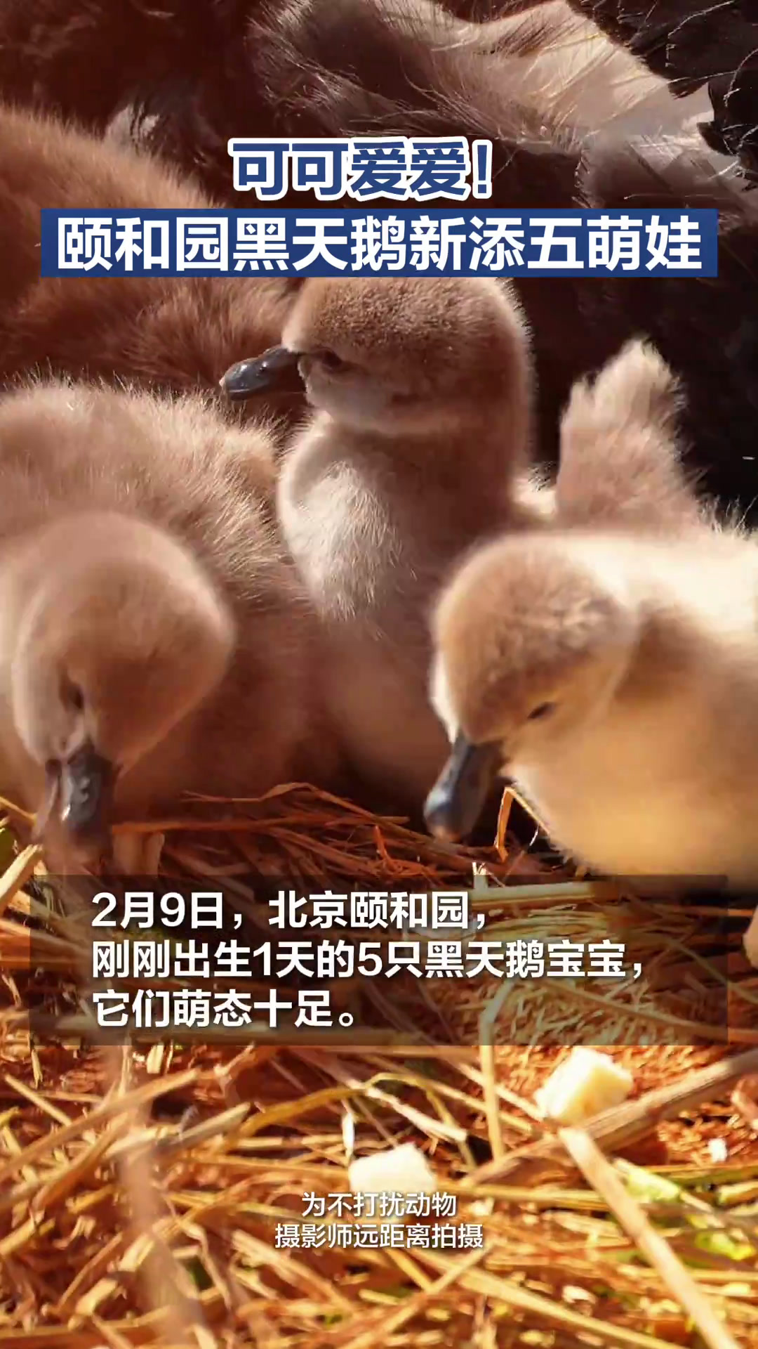 可可爱爱!颐和园黑天鹅新添五萌娃