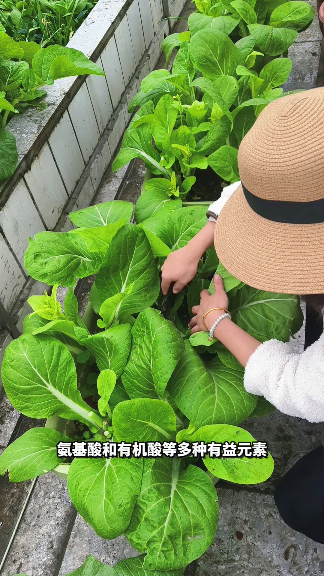 150平楼顶菜园实现蔬菜自由!3只抱窝鸡占领鸡窝不能捡鸡蛋了