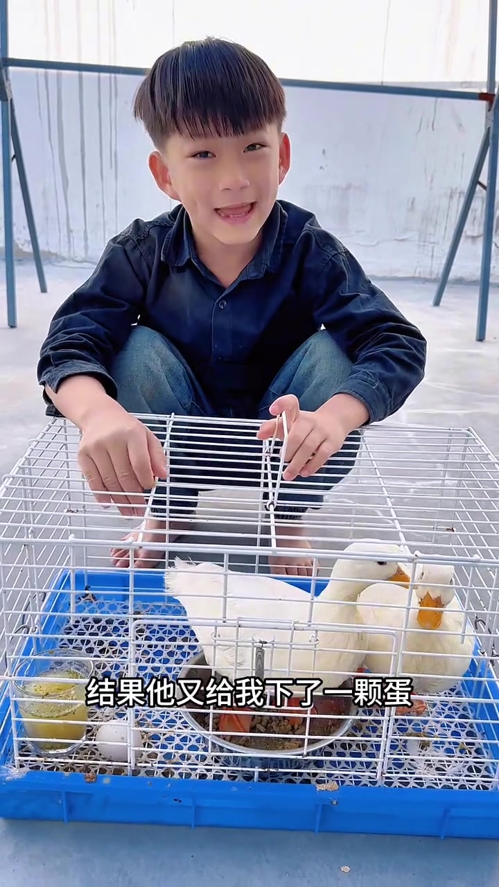 没想到柯尔鸭出来旅游还能下蛋,可惜被踩破了!