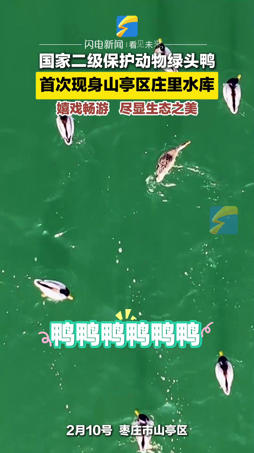 国家二级保护动物绿头鸭 首次现身山亭区庄里水库