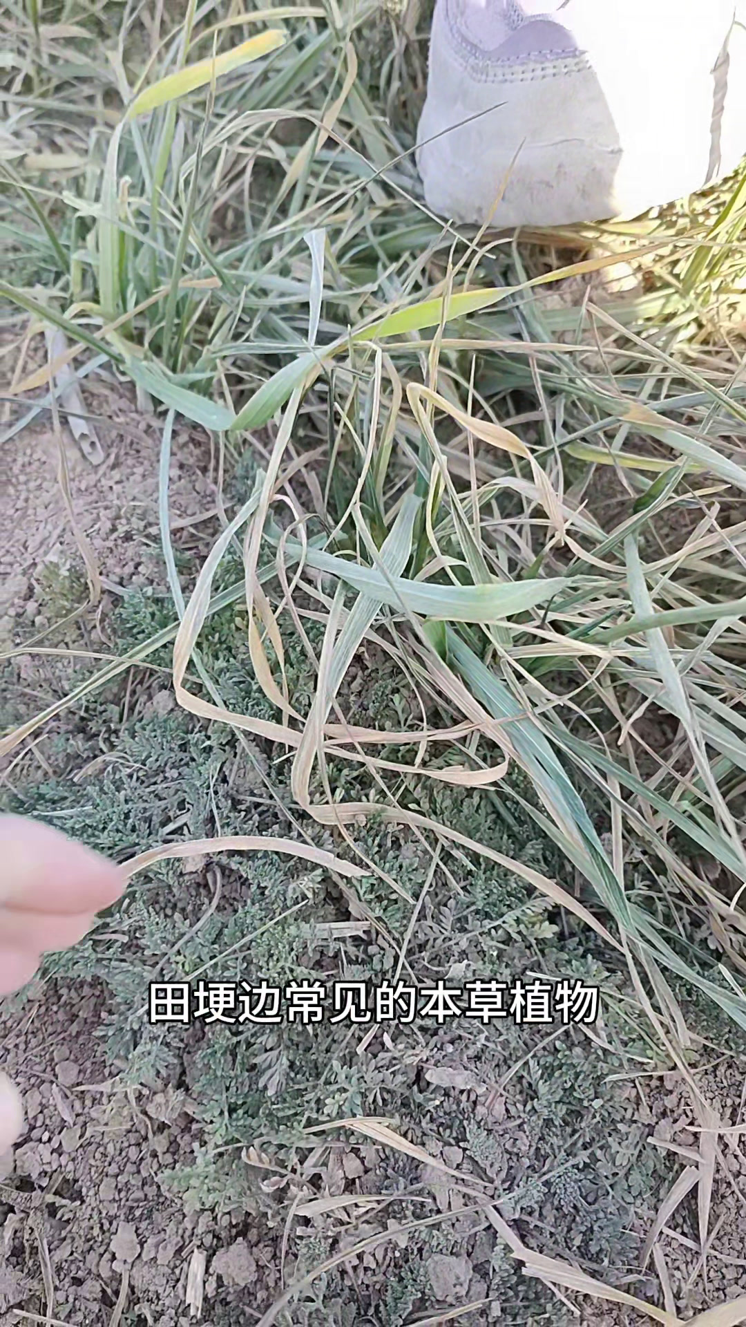 麦蒿全身是宝,种子名为葶苈子,嫩苗也是春季不可错过的野菜
