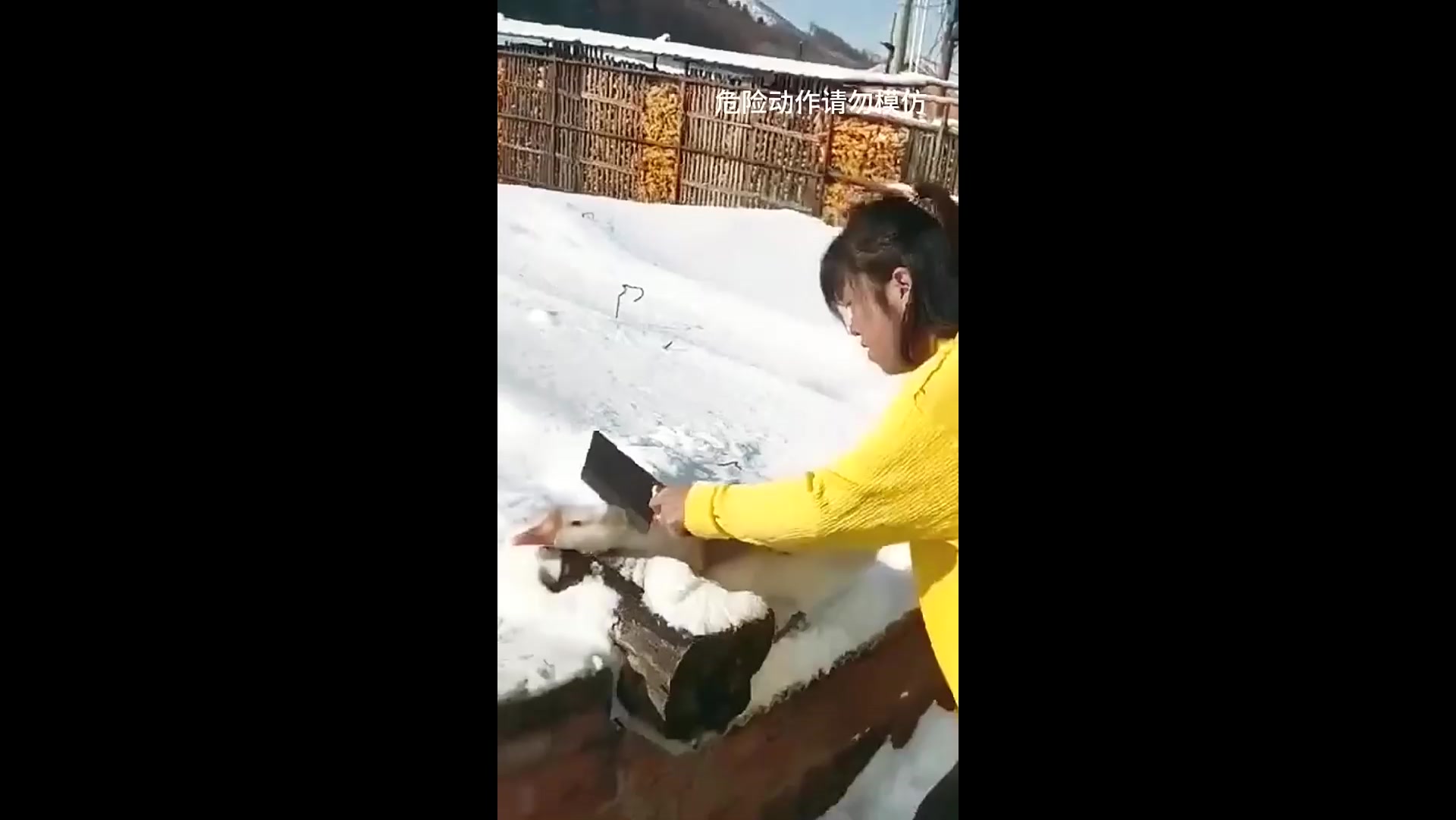 搞笑瞬间,大鹅:颈椎病都好了