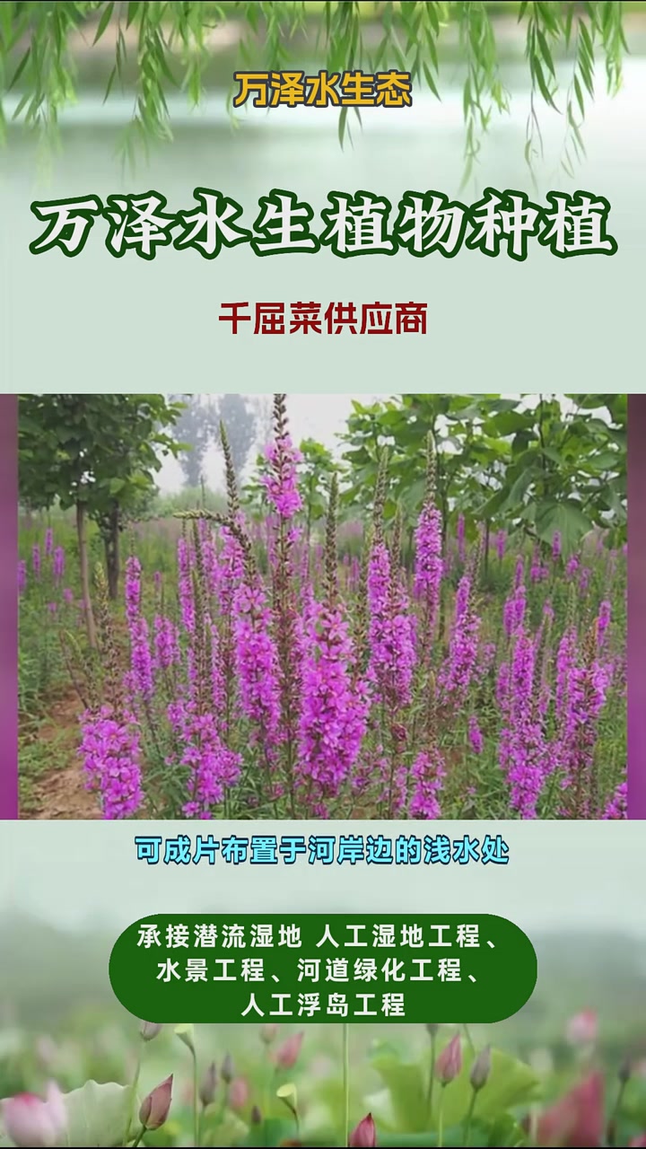 千屈菜多少钱一株