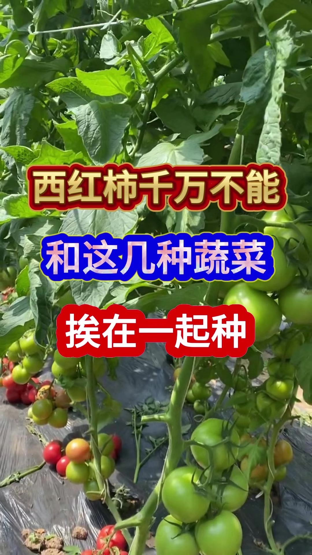 西红柿千万不能和这几种蔬菜挨在一起种