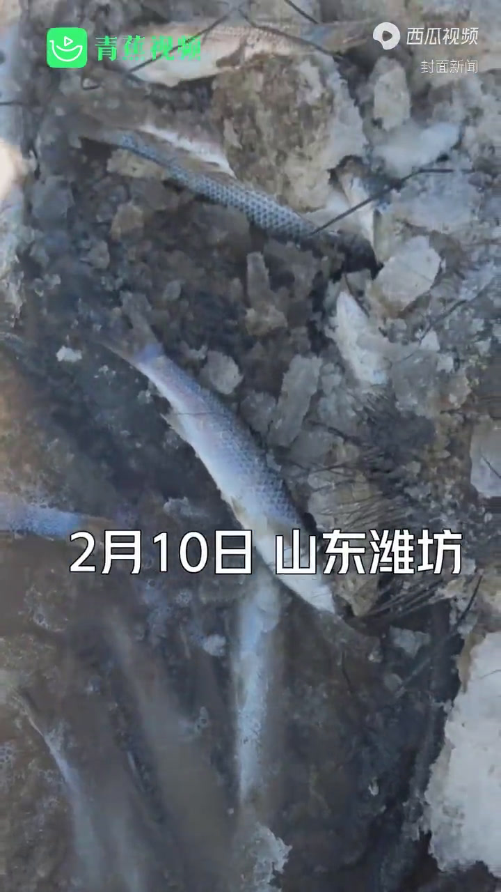 拍客丨冬季海面结冰梭鱼漂浮,市民捡鱼捡到手软