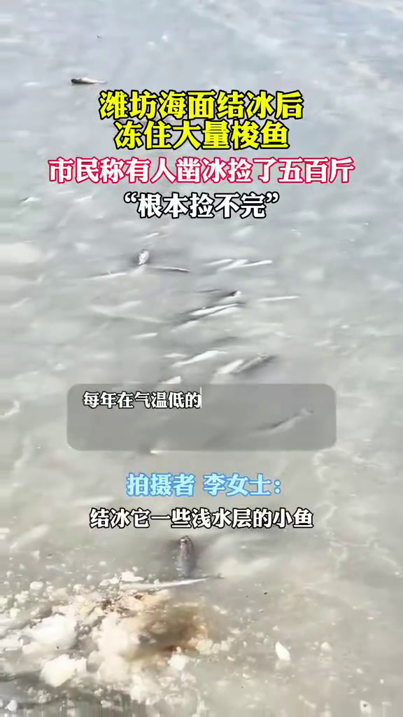 根本捡不完!潍坊海面冻住大量梭鱼 市民凿冰捡几百斤