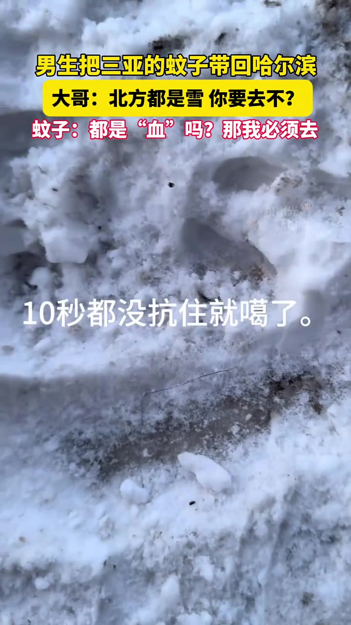 2月9日黑龙江,男生把三亚的蚊子带回哈尔滨,大哥:北方都是雪,你要去不?蚊子:都是“血”吗