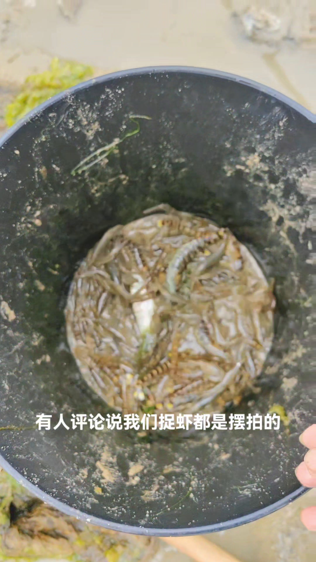赶海挖螺捡死鱼活虾,又是大丰收的一天,随便捡捡猫和人都吃不完