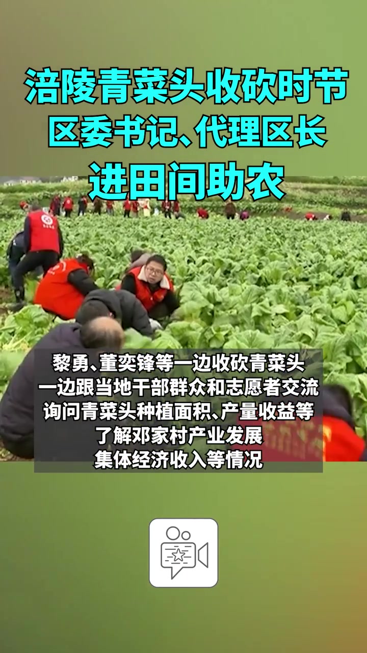 涪陵青菜头收砍时节,区委书记、代理区长进田间助农