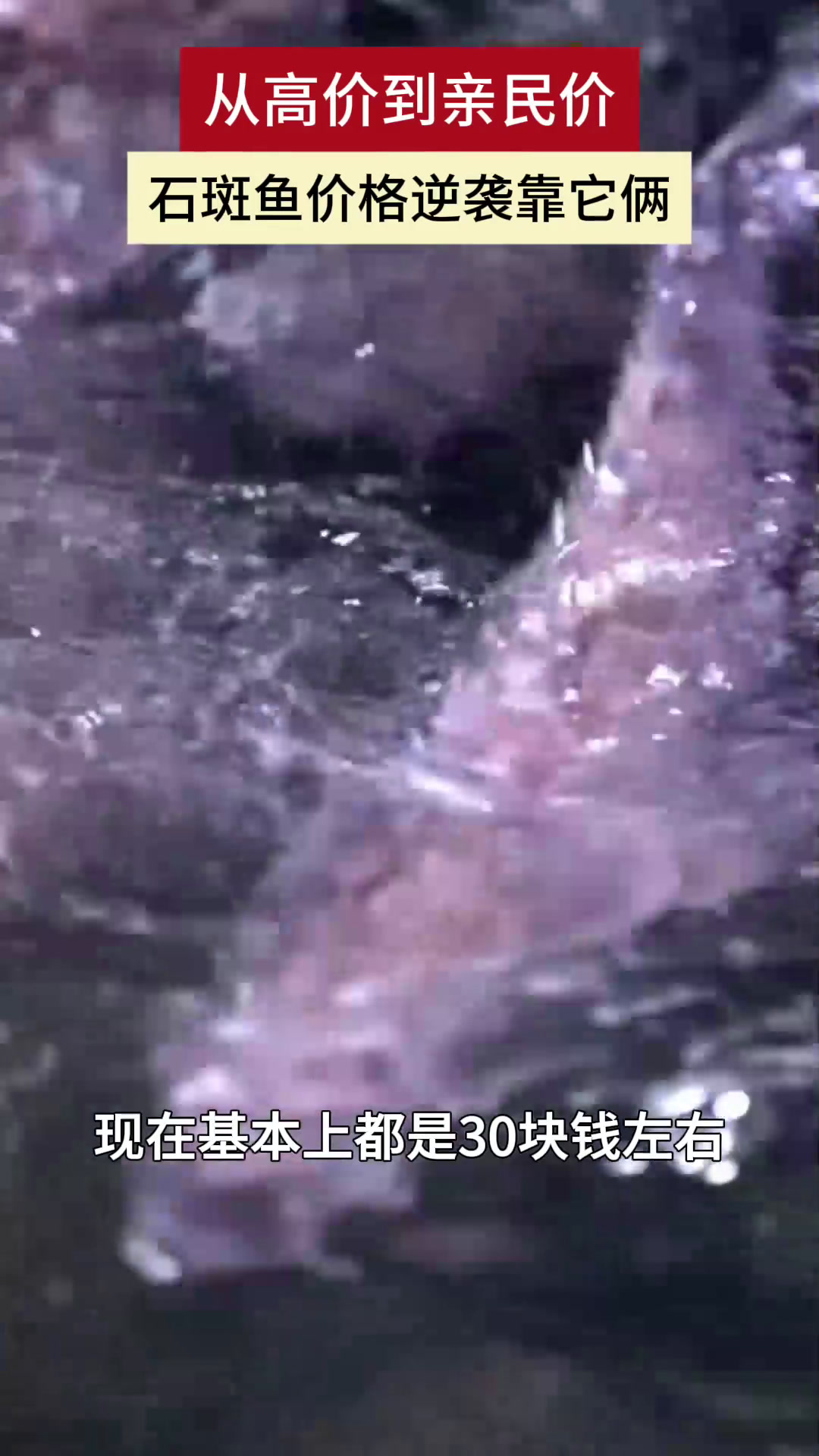 从高价到亲民价 石斑鱼价格逆袭靠它俩