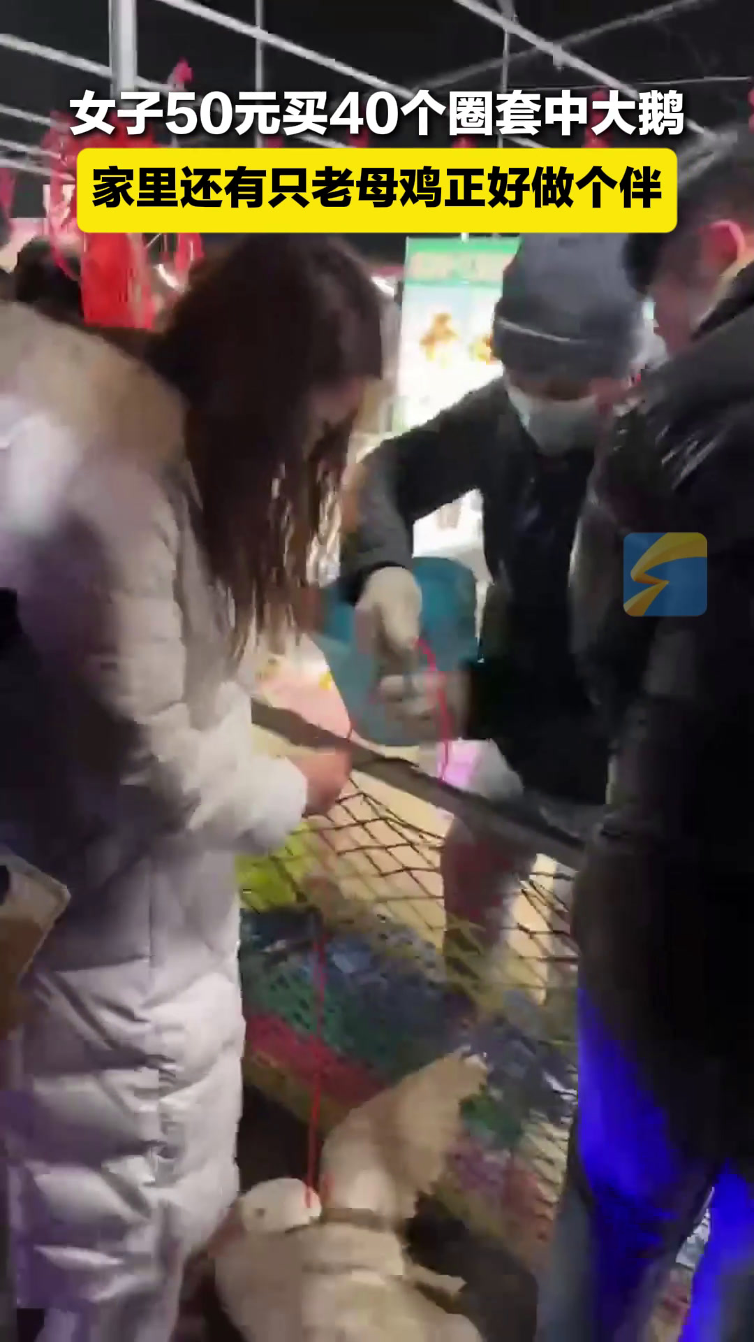 女子50元买40个圈套中大鹅 家里还有只老母鸡正好做个伴