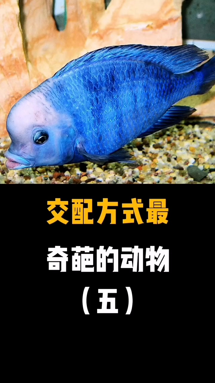 交配方式最奇葩的海洋动物(五)蓝头鱼