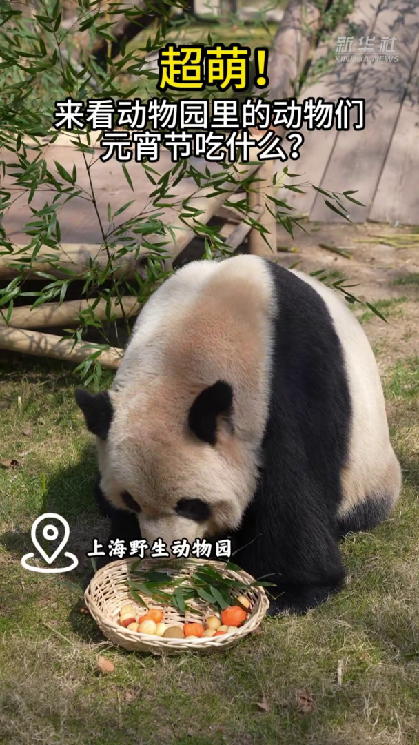 超萌!来看动物园里的动物们元宵节吃什么?