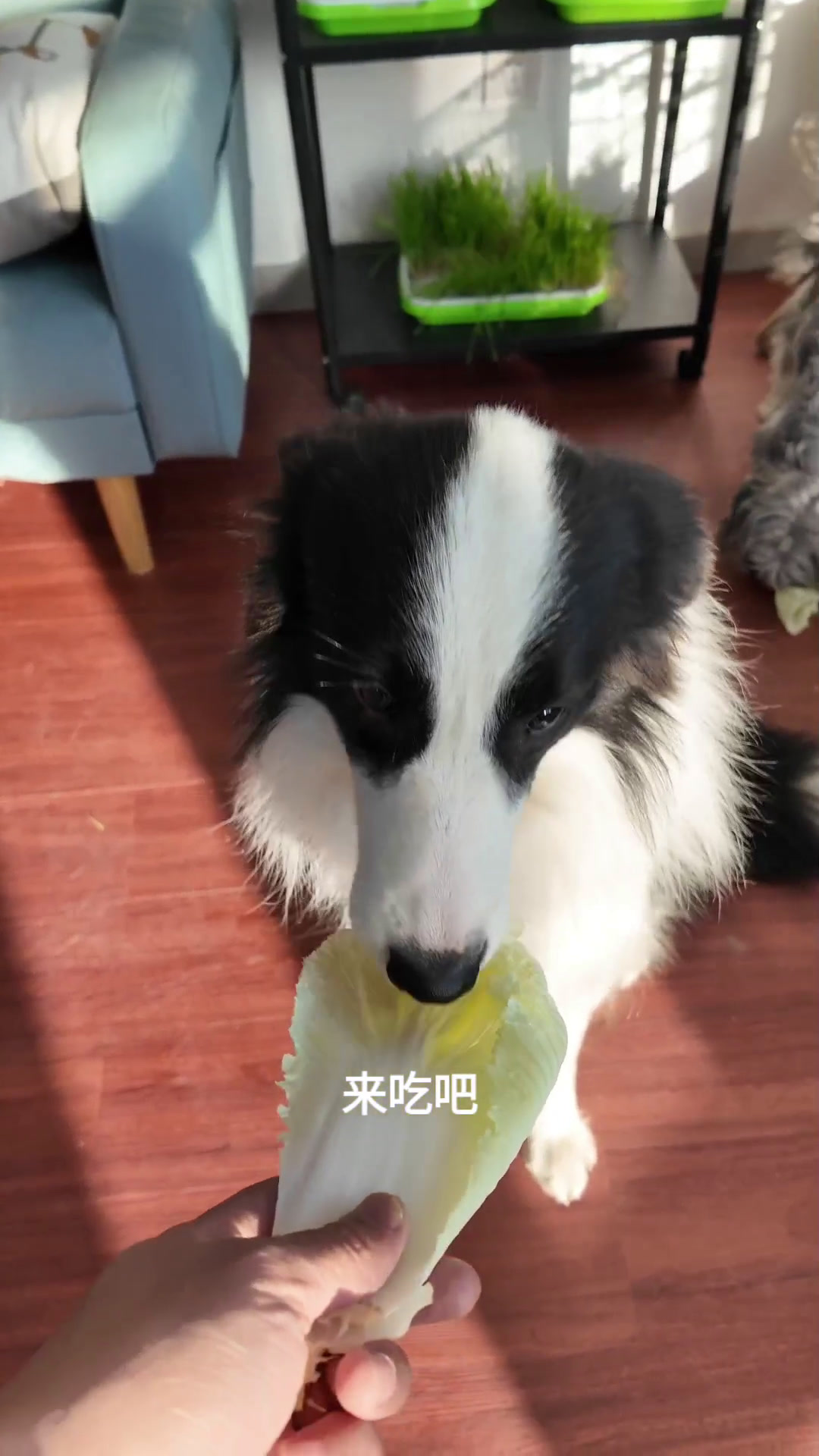 旺财实现大白菜自由了!