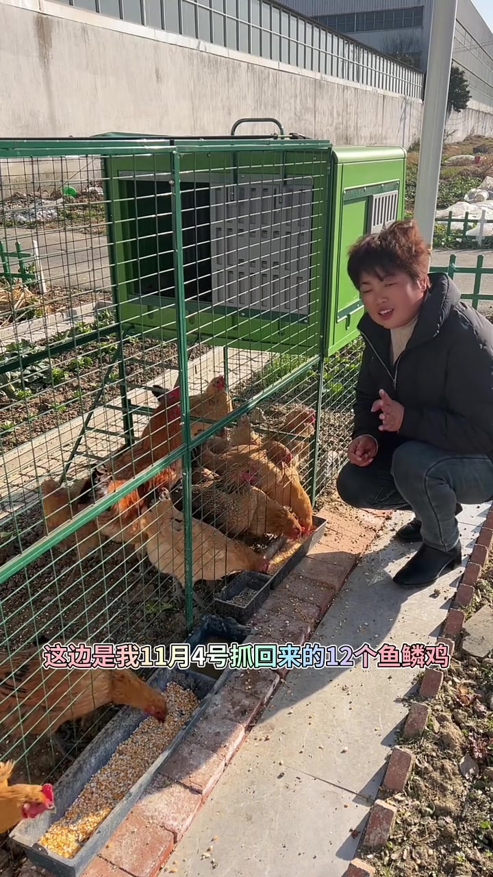 就是鹊山鸡鹊山鸡鹊山鸡