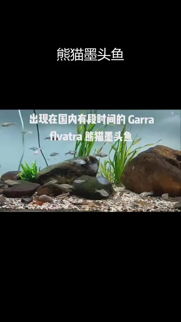 缅甸西部的珍稀熊猫墨头鱼