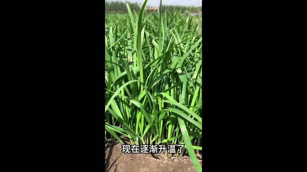 韭菜发芽前施肥要点