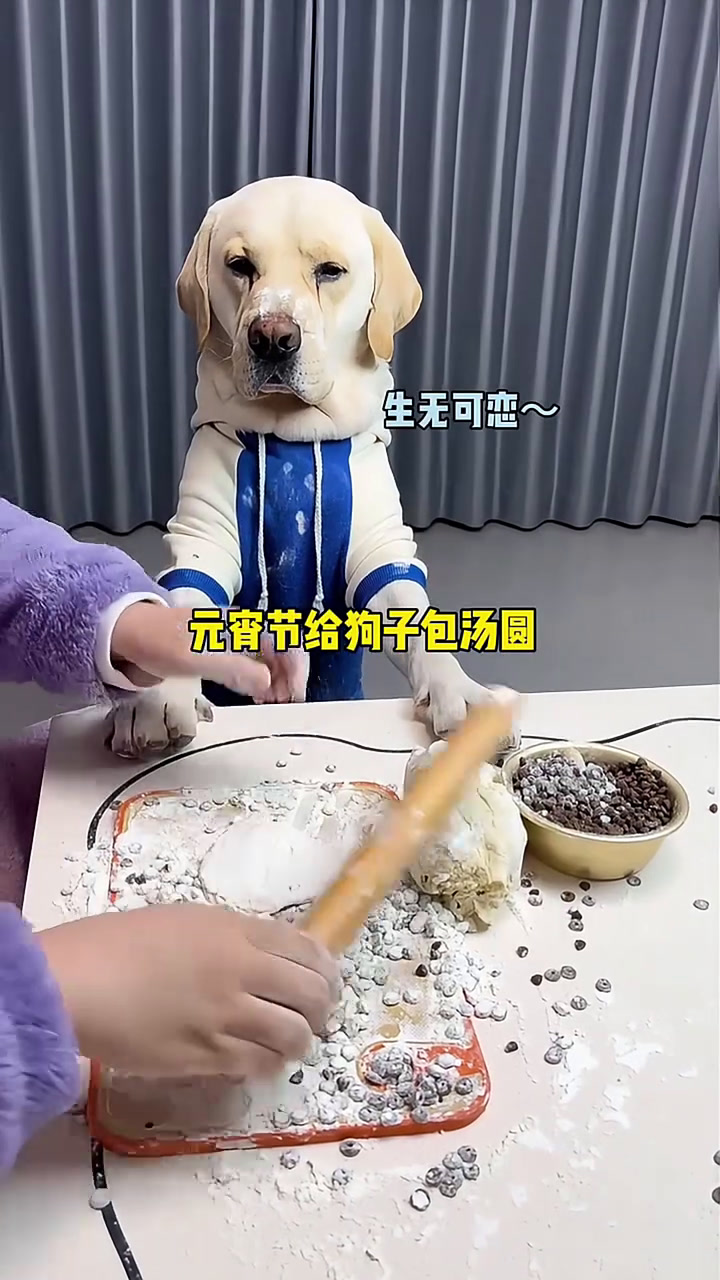 给狗狗包汤圆